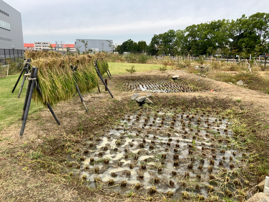 施工6カ月後／田の米収穫後の様子（2025年10月）